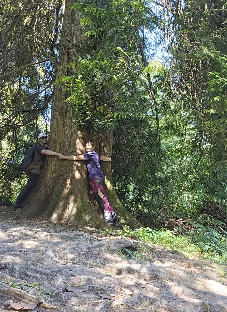 calin arbre