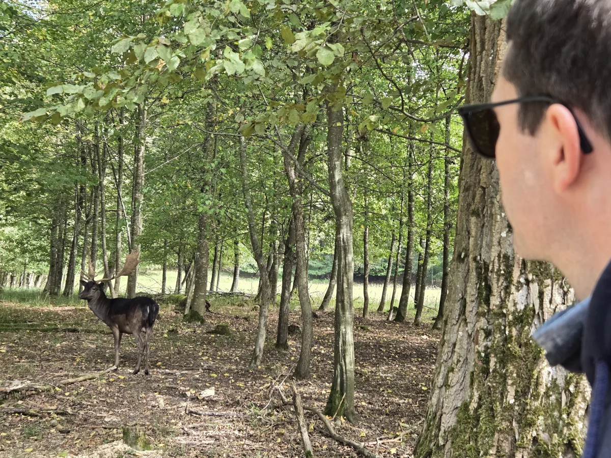 bambi