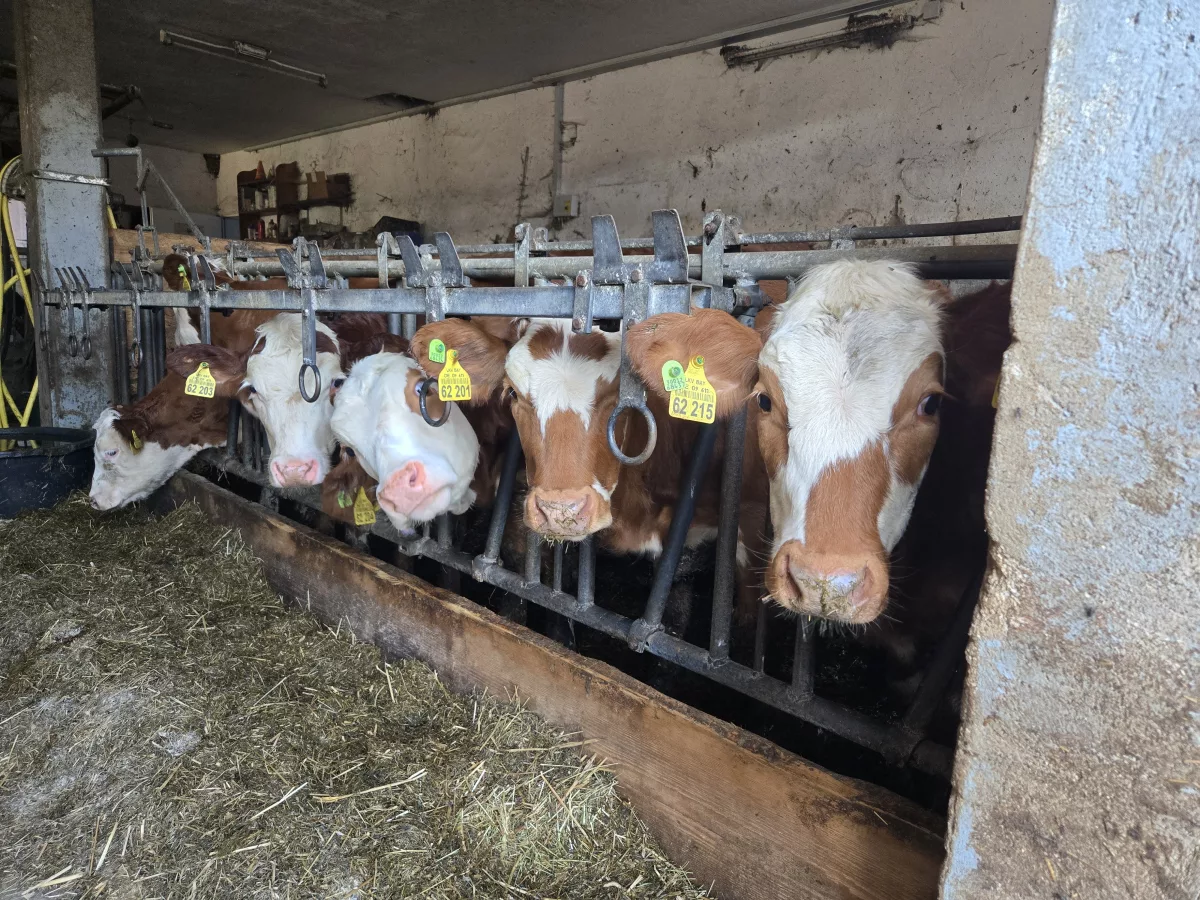 cows